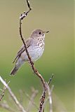 Gray-cheeked Thrush